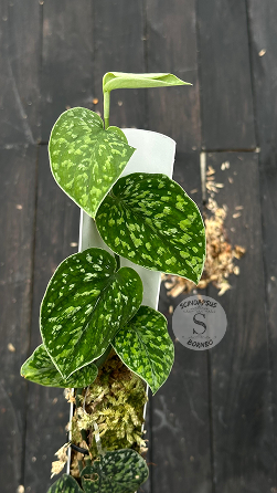 Scindapsus Snow Flek Mutation - Best Selected - Scindapsus Borneo