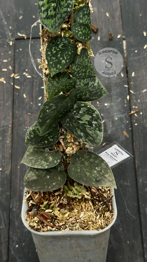 Scindapsus Snow Flek Mutation - Best Selected - Scindapsus Borneo