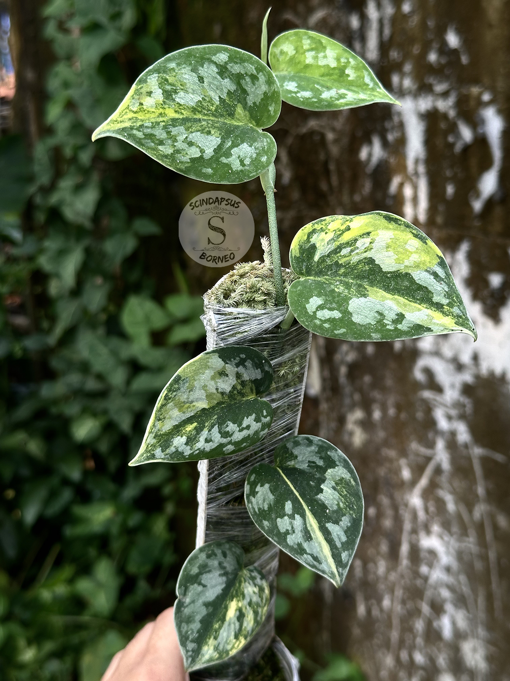 Scindapsus Bakudapati Choice 1 - Best Selected - Scindapsus Borneo