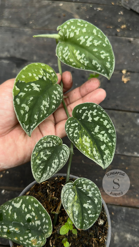 Scindapsus Senopati - Best Selected