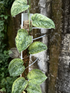 Scindapsus Tembaga Choice 2 - Best Selected - Scindapsus Borneo