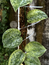 Scindapsus Tembaga Choice 2 - Best Selected - Scindapsus Borneo