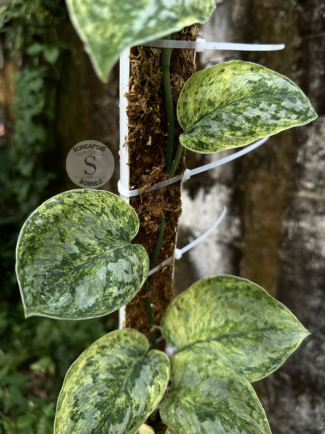 Scindapsus Tembaga Choice 2 - Best Selected - Scindapsus Borneo