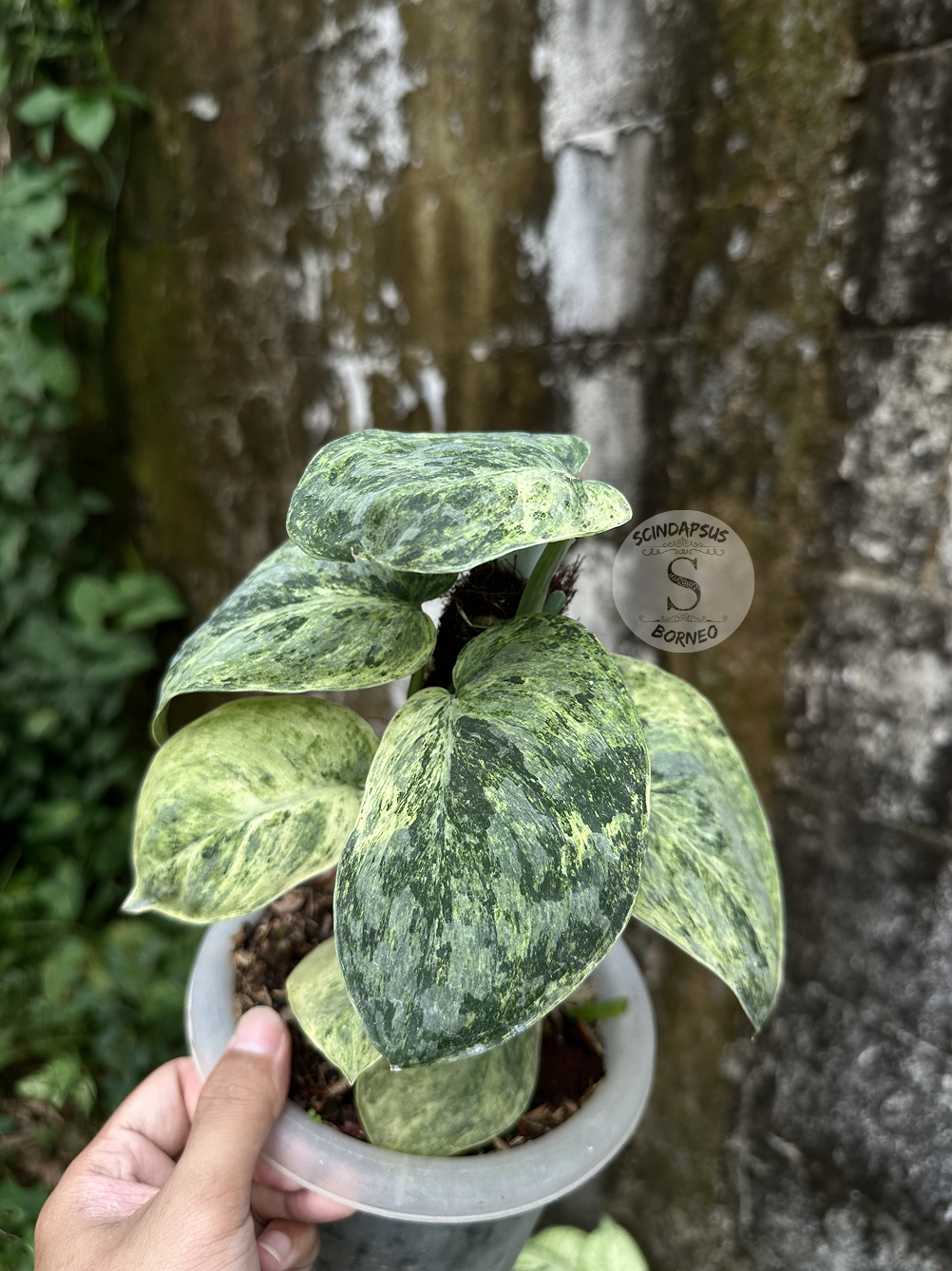 Scindapsus Tembaga Choice 1 - Best Selected - Scindapsus Borneo