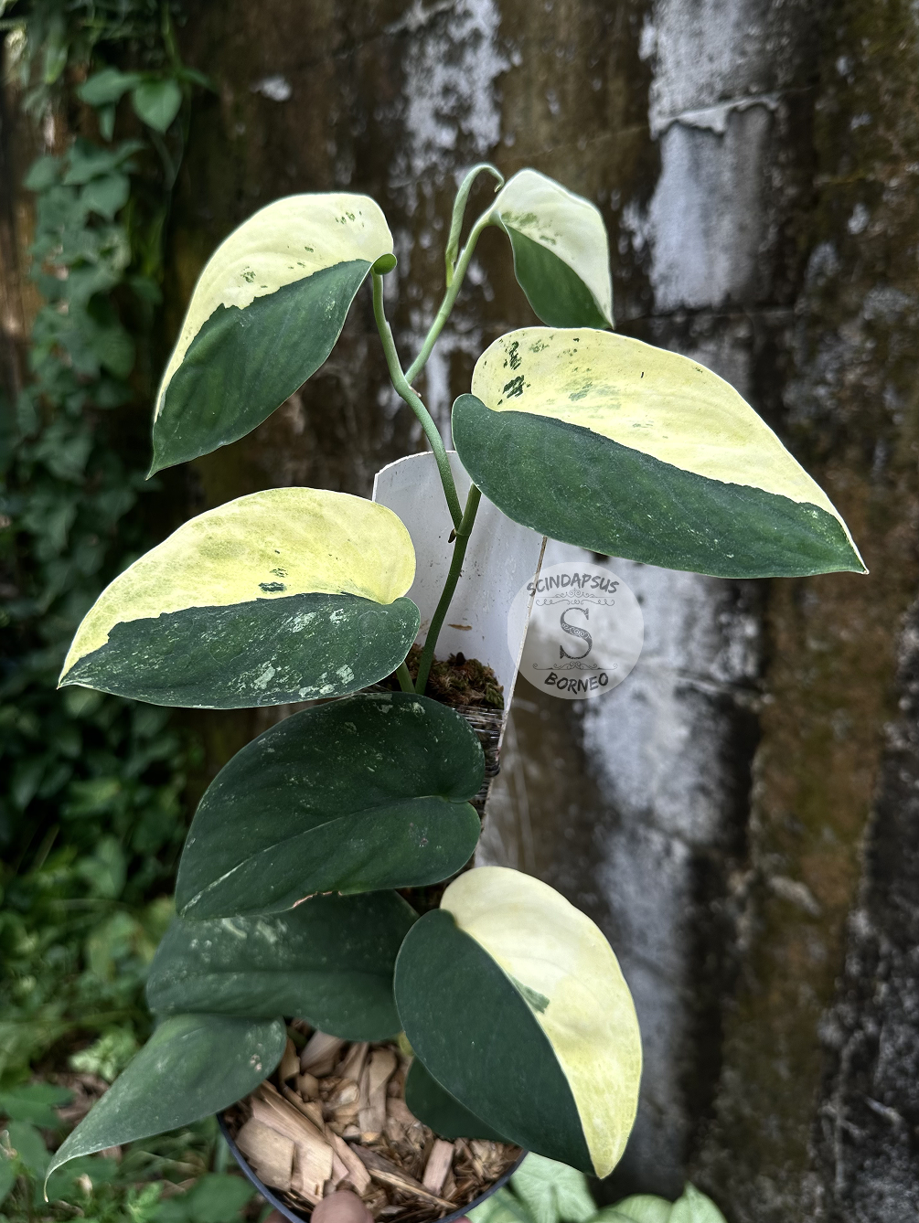 Scindapsus Unicorn - Scindapsus Borneo