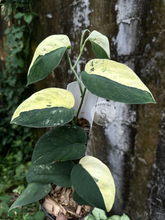 Scindapsus Unicorn - Scindapsus Borneo