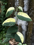 Scindapsus Unicorn - Scindapsus Borneo