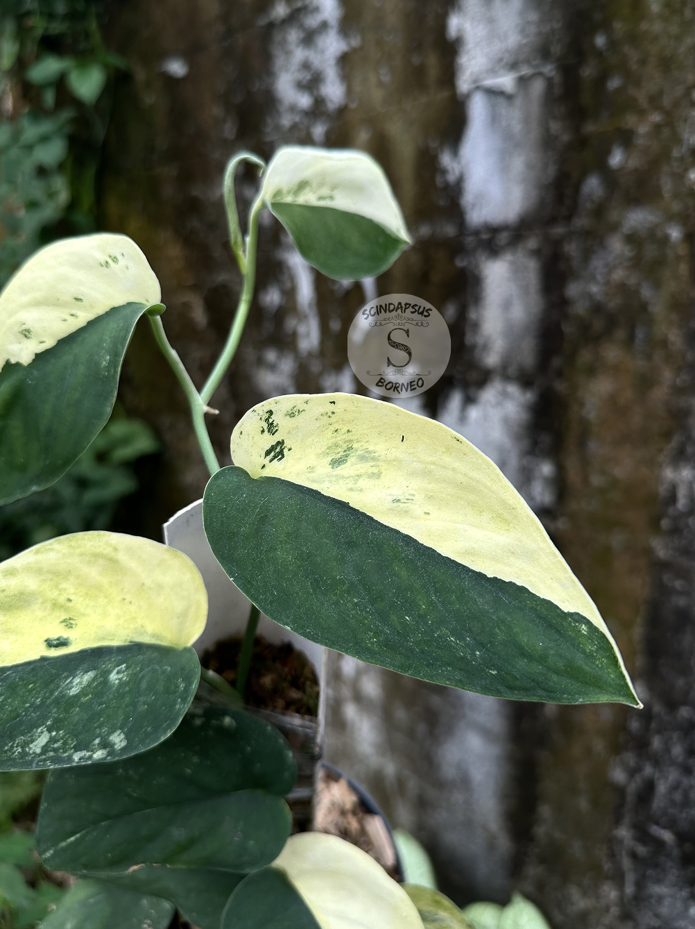 unicorn pothos Scindapsus Unicorn