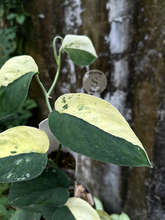 Scindapsus Unicorn - Scindapsus Borneo