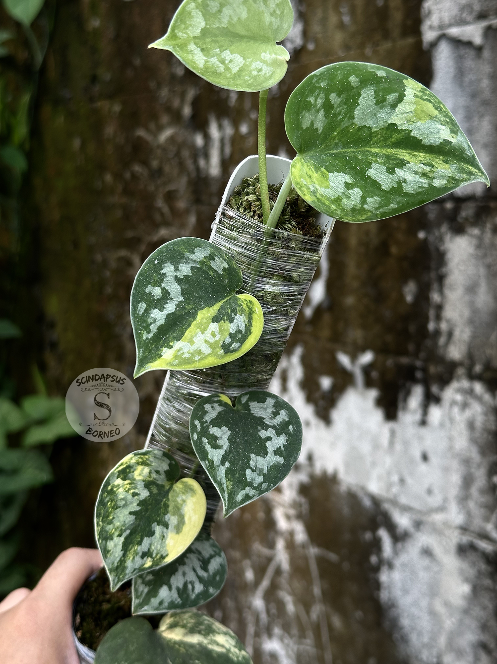 Scindapsus Bakudapati Choice 2 - Best Selected - Scindapsus Borneo