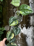 Scindapsus Bakudapati Choice 2 - Best Selected - Scindapsus Borneo