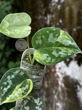Scindapsus Bakudapati Choice 2 - Best Selected - Scindapsus Borneo