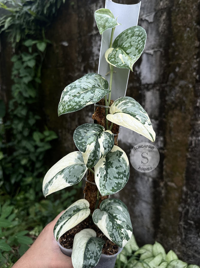 Scindapsus Siak Albo - Best Selected - Scindapsus Borneo