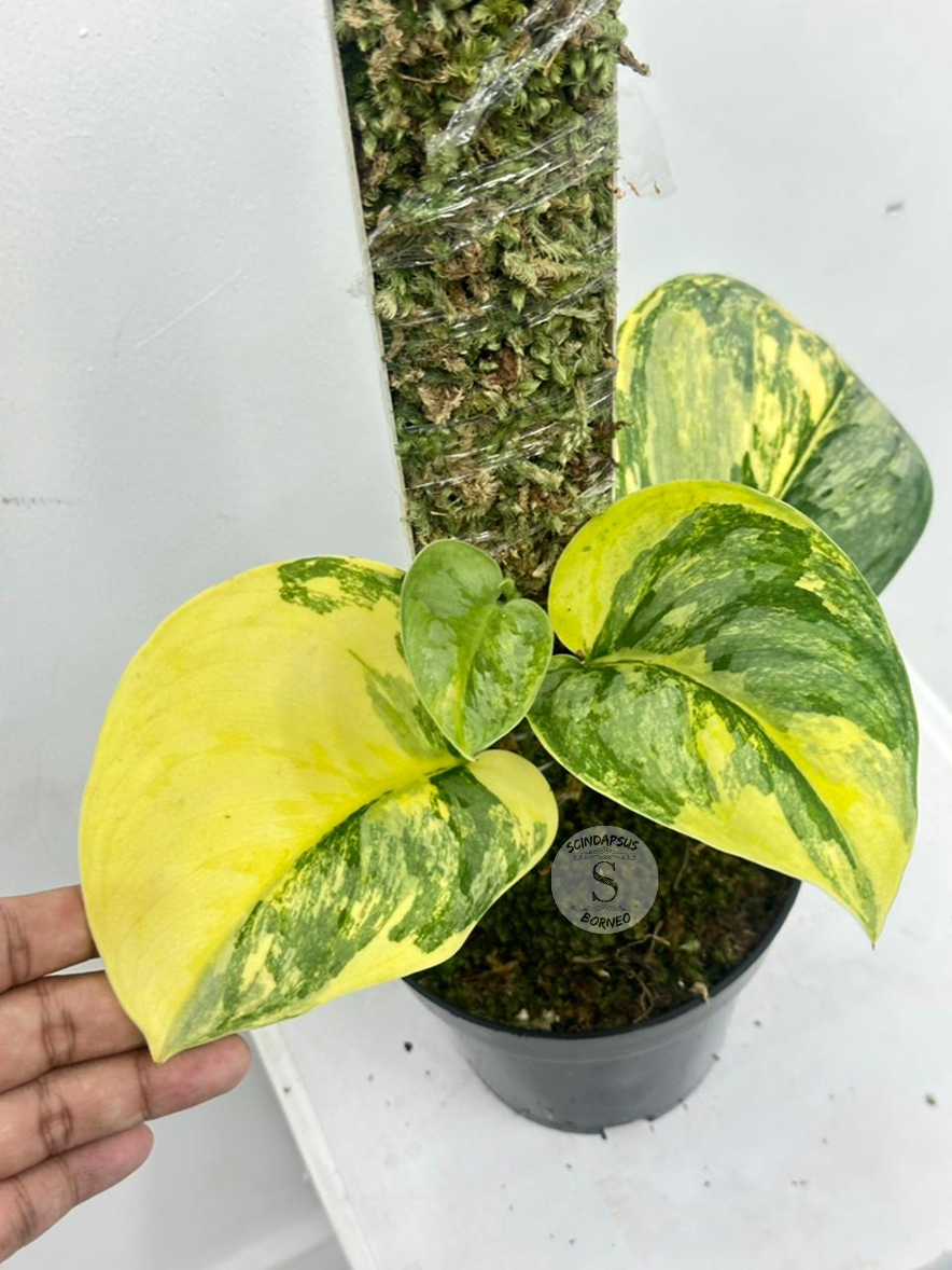 Scindapsus Radja - Best Selected
