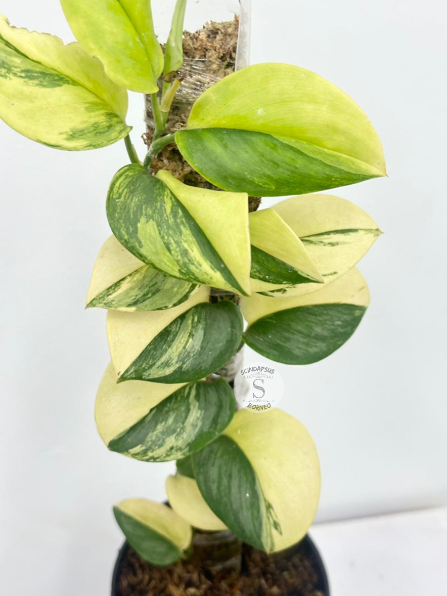 Scindapsus Rubicon - Best Selected