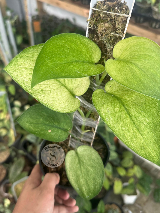 Scindapsus Mango