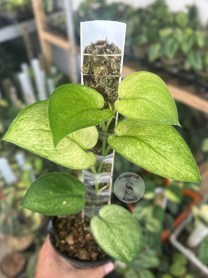 Scindapsus Mango