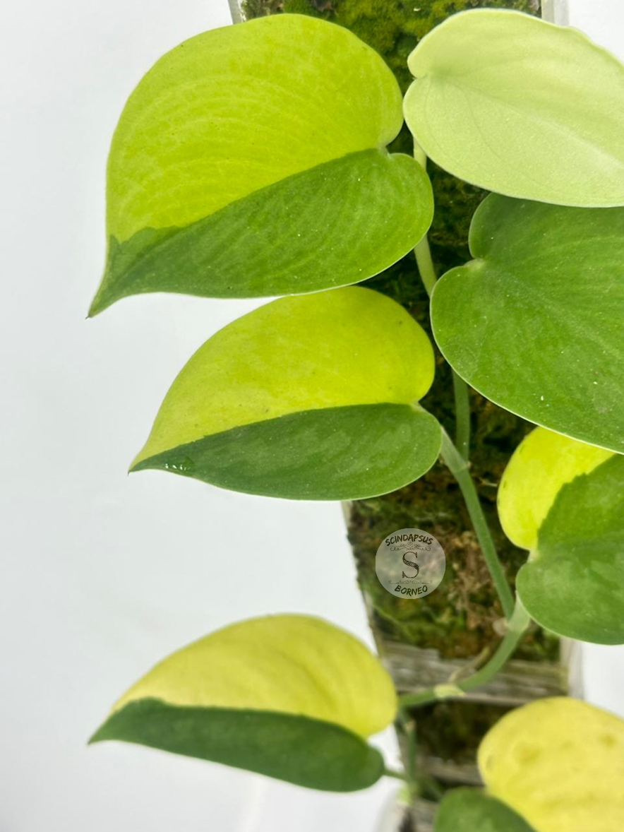 Scindapsus Adikara - Best Selected