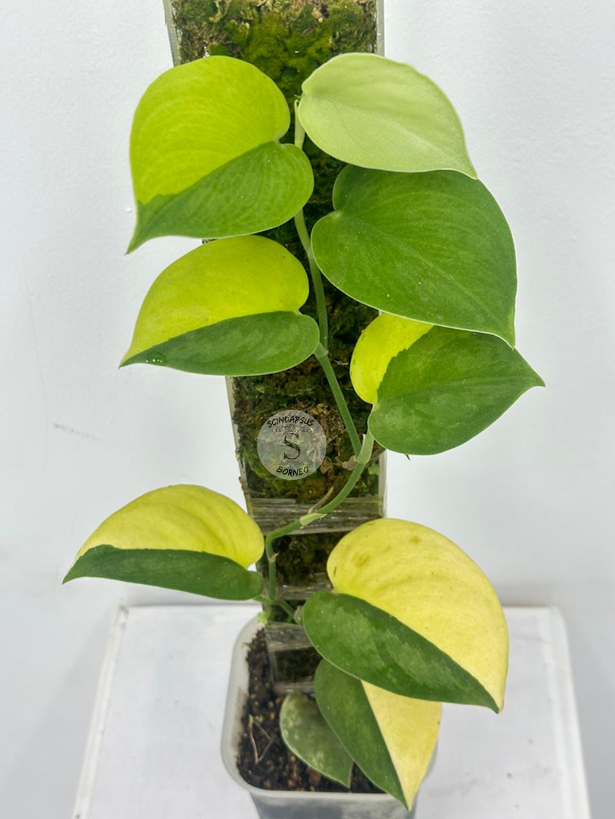 Scindapsus Adikara - Best Selected
