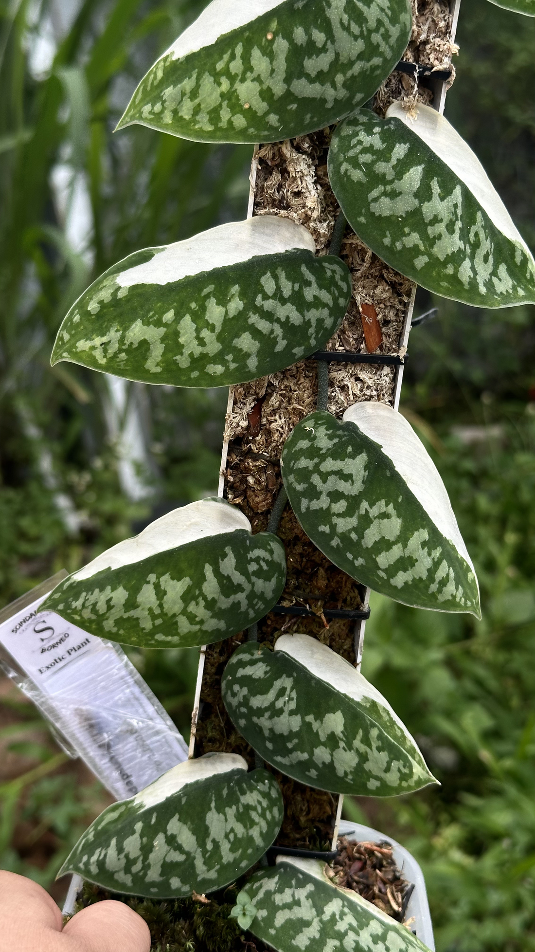 Scindapsus Agryrareus Albo - Best Selected