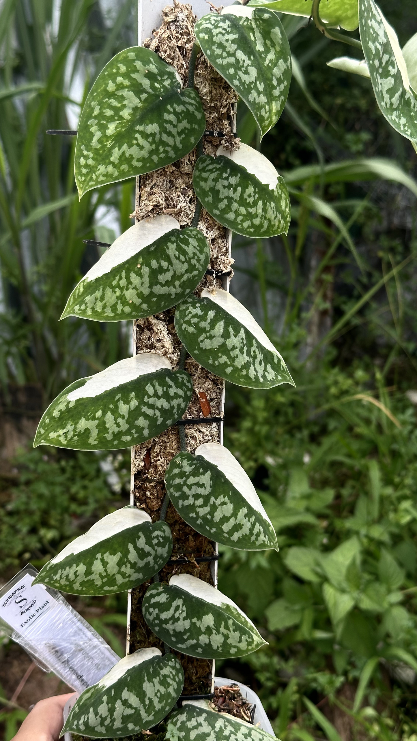 Scindapsus Agryrareus Albo - Best Selected