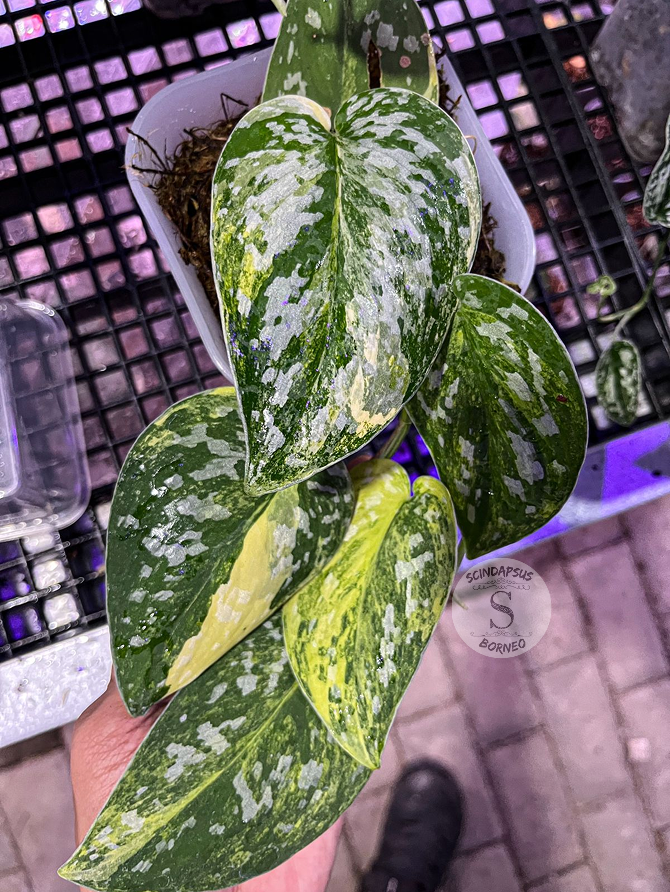 Scindapsus Agryrareus Aurea - Best Selected - Scindapsus Borneo