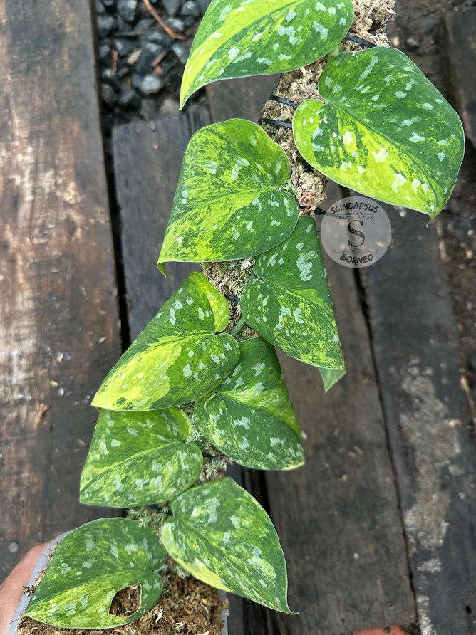 Scindapsus Agryrareus Aurea - Best Selected - Scindapsus Borneo