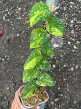 Scindapsus Agryrareus Aurea - Best Selected - Scindapsus Borneo