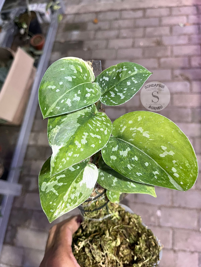 Scindapsus Agryrareus Tricolor - Best Selected - Scindapsus Borneo