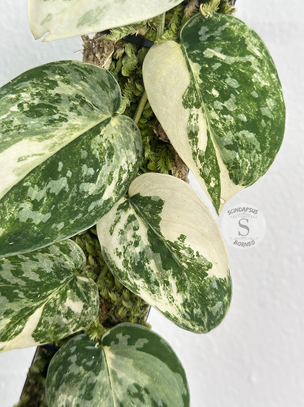 Scindapsus Argyraeus Marble White Crocodile - Best Selected