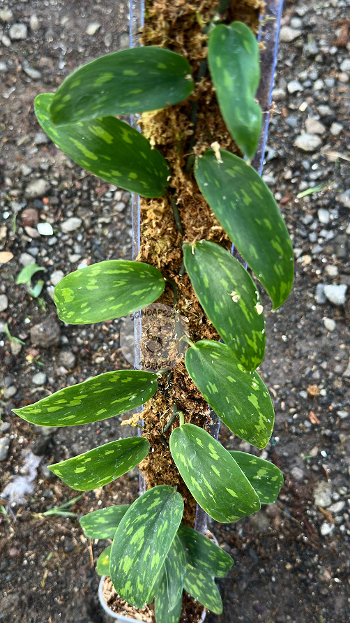 Scindapsus Army Polkadot - Best Selected