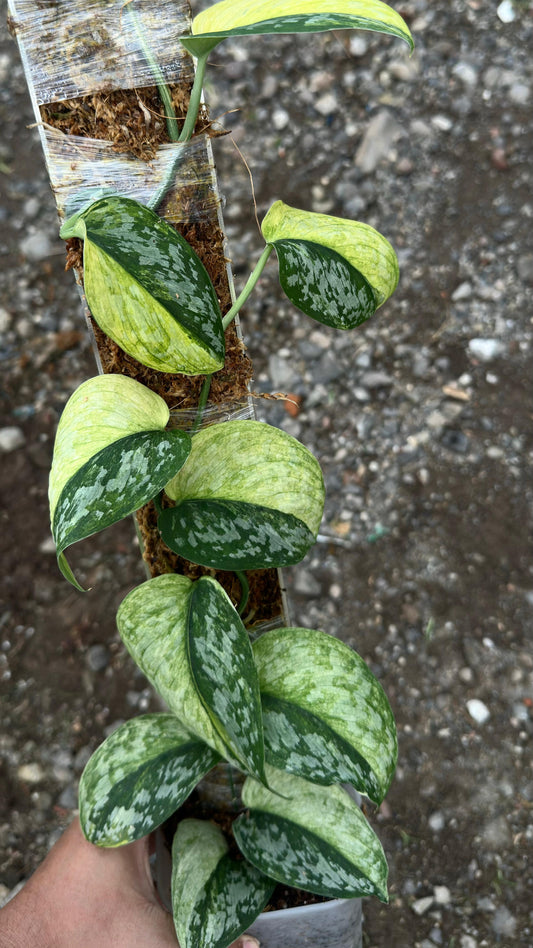 Scindapsus Foresta Var Choice 1 - Best Selected