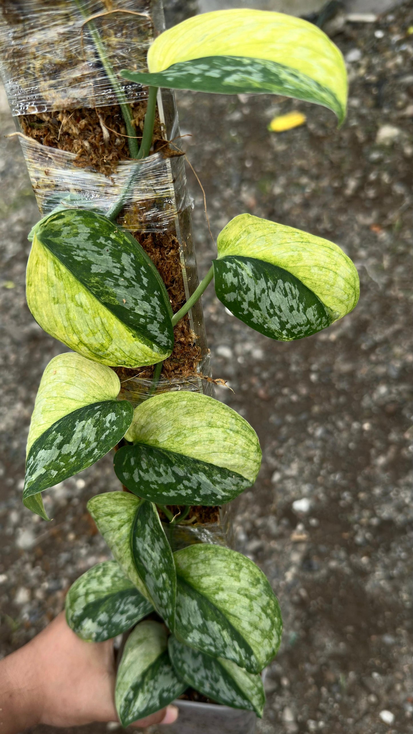 Scindapsus Foresta Var Choice 1 - Best Selected