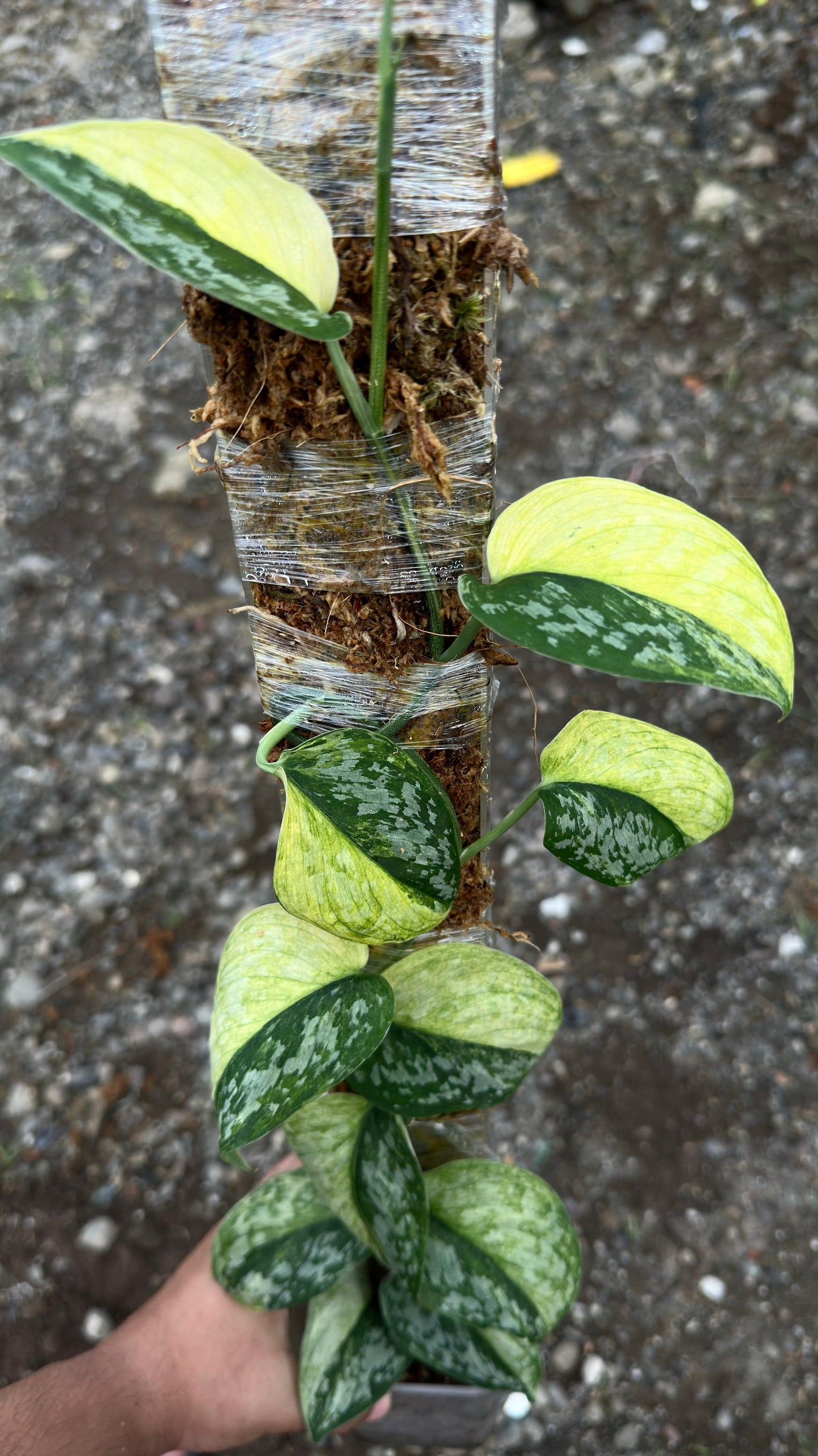 Scindapsus Foresta Var Choice 1 - Best Selected