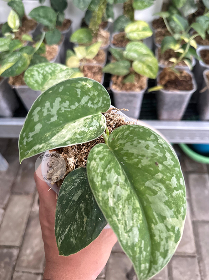 Scindapsus Bahorok - Scindapsus Borneo