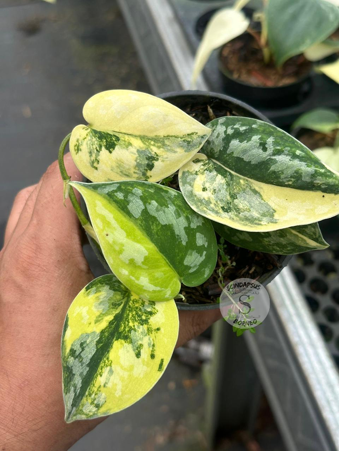 Scindapsus Bakudapati Variegated - Best Selected