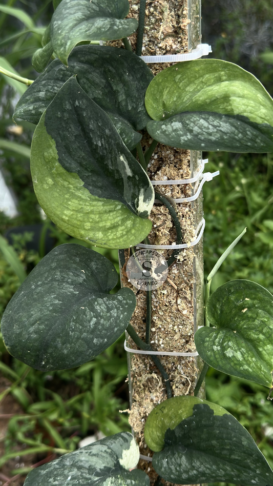 Scindapsus Black Wizard - Best Selected