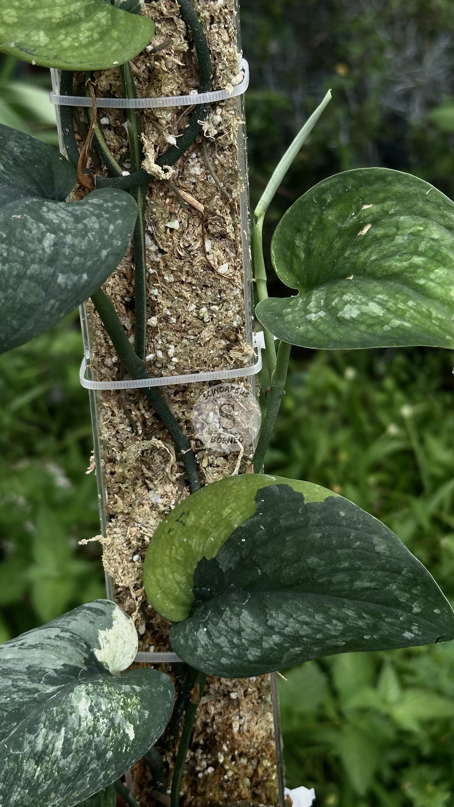 Scindapsus Black Wizard - Best Selected