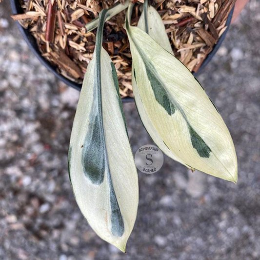 Scindapsus blue sapphire