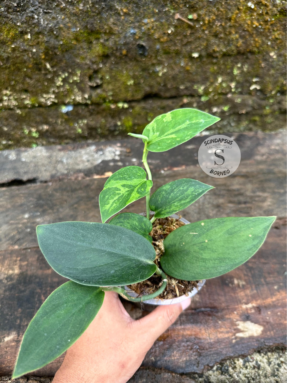 Scindapsus Blurik - Scindapsus Borneo
