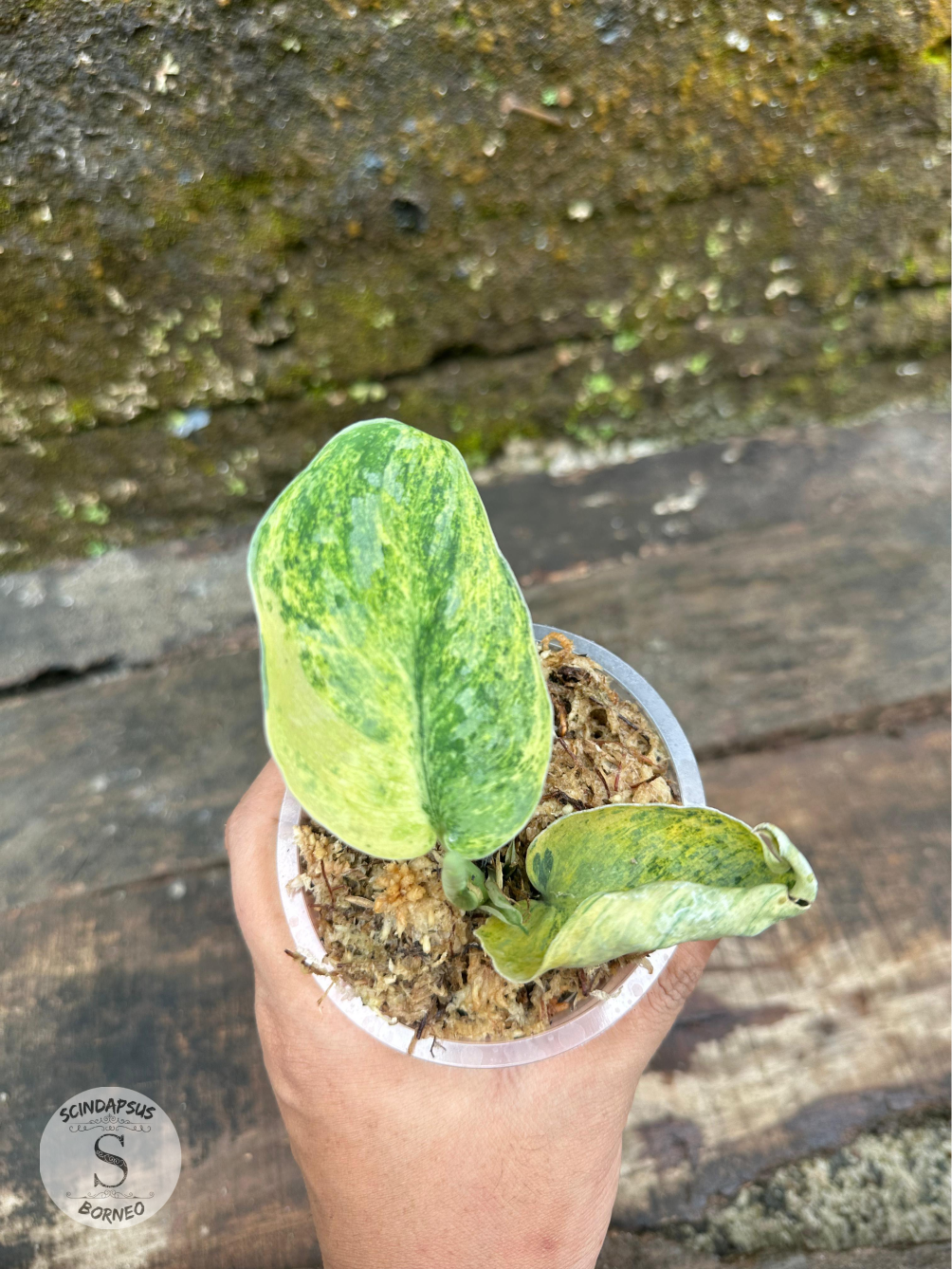 Scindapsus Tembaga