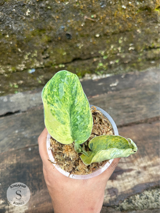 Scindapsus Tembaga