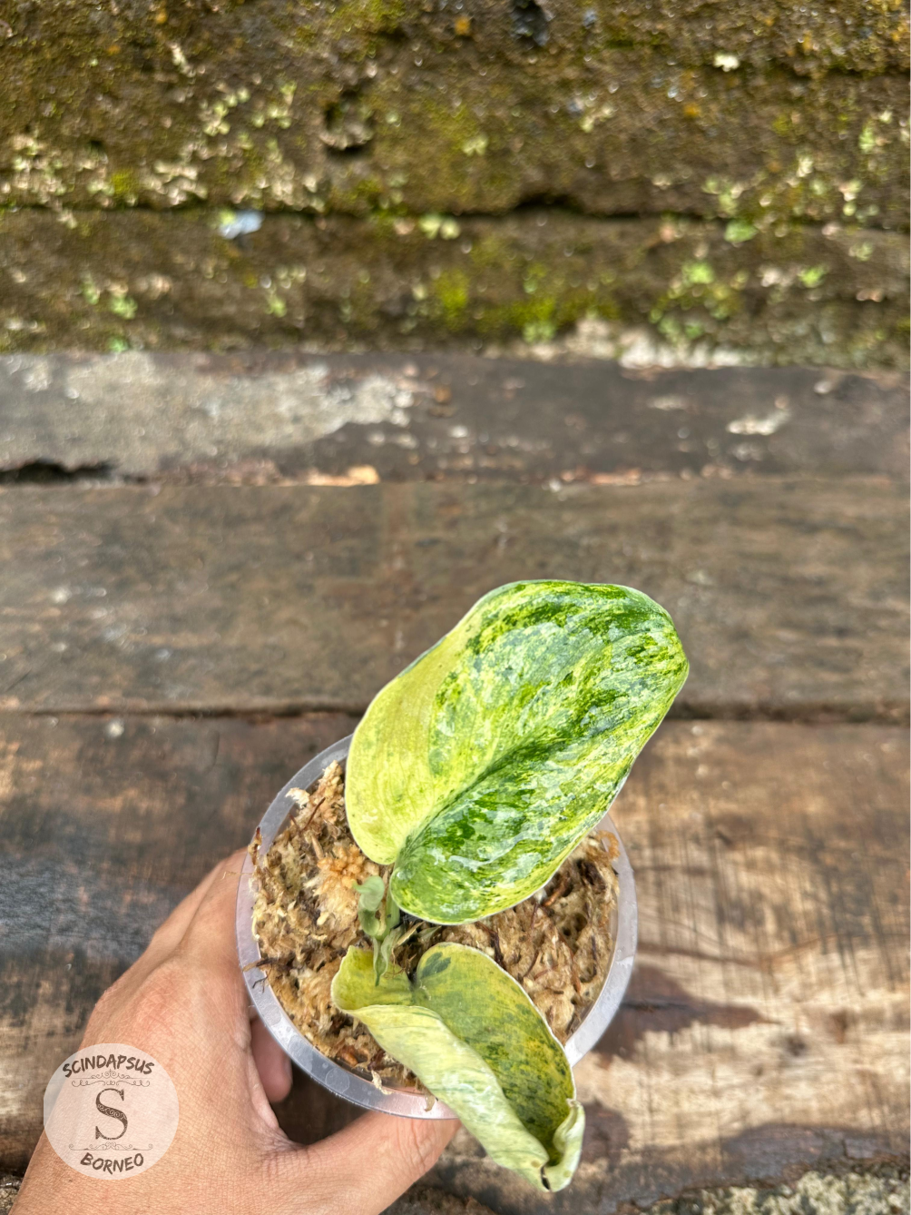 Scindapsus Tembaga