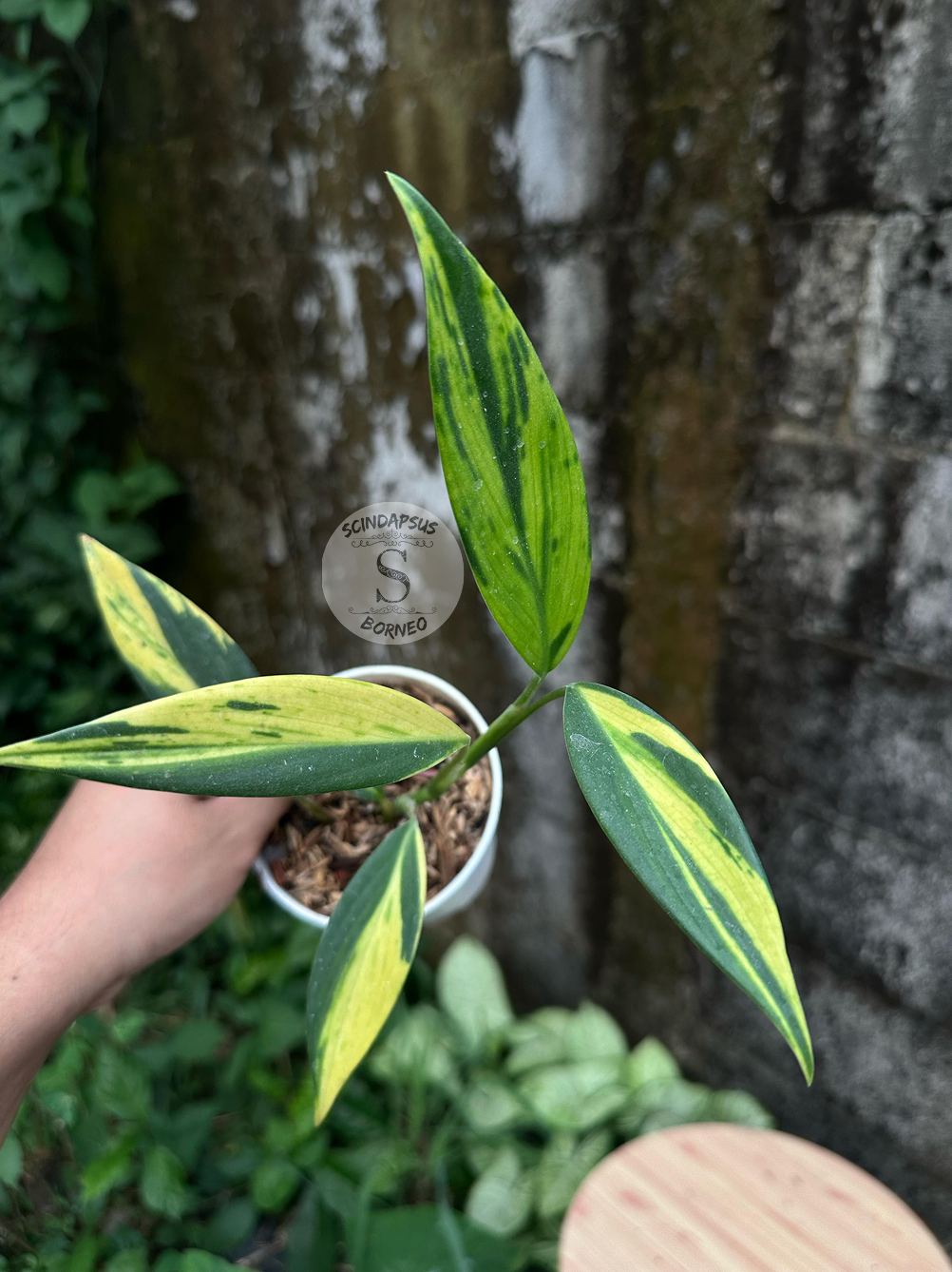 Scindapsus Coreaceus - Scindapsus Borneo