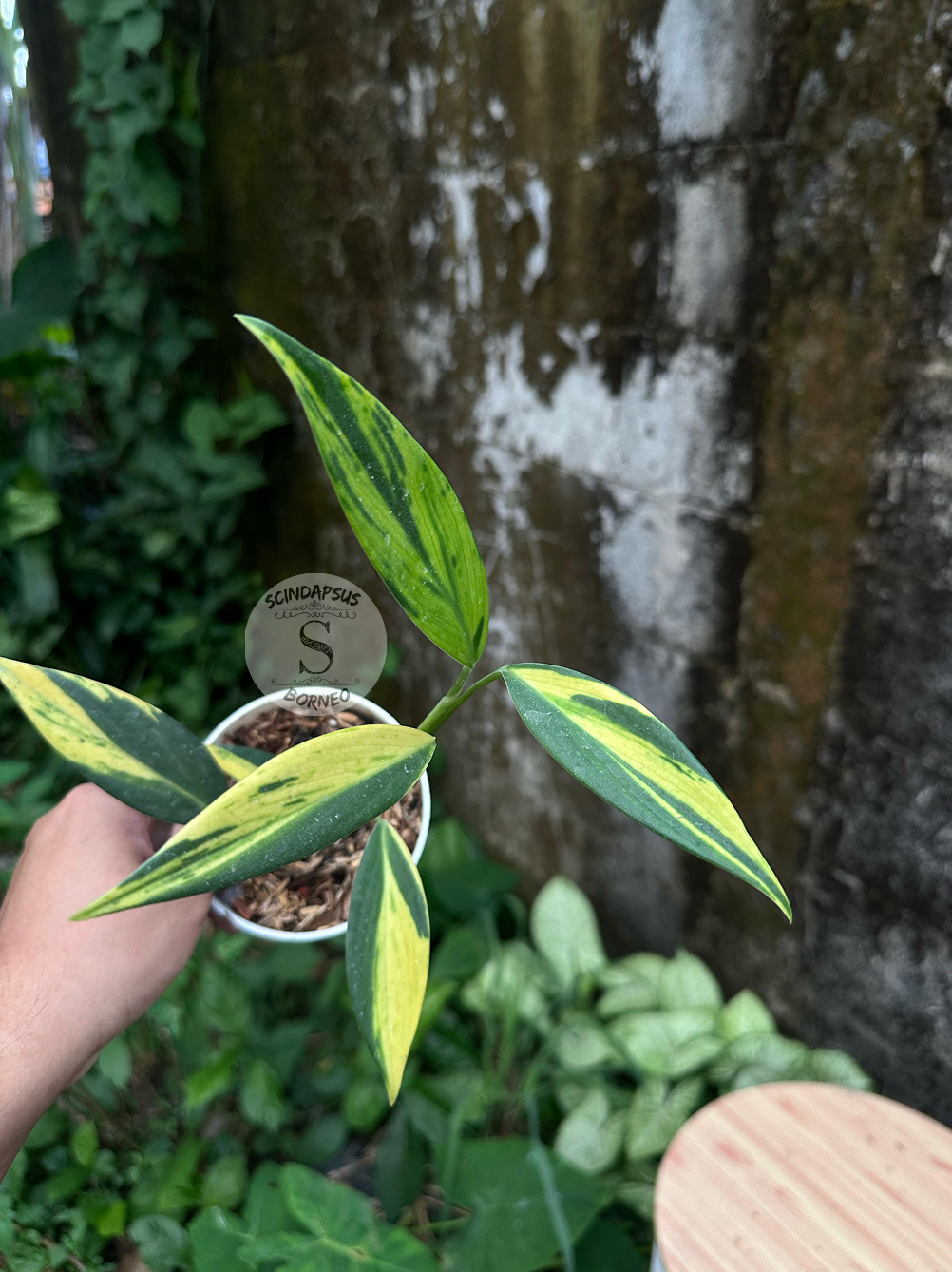 Scindapsus Coreaceus - Scindapsus Borneo