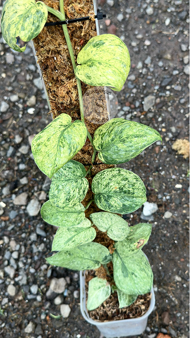 Scindapsus Creme Brulee - Best Selected