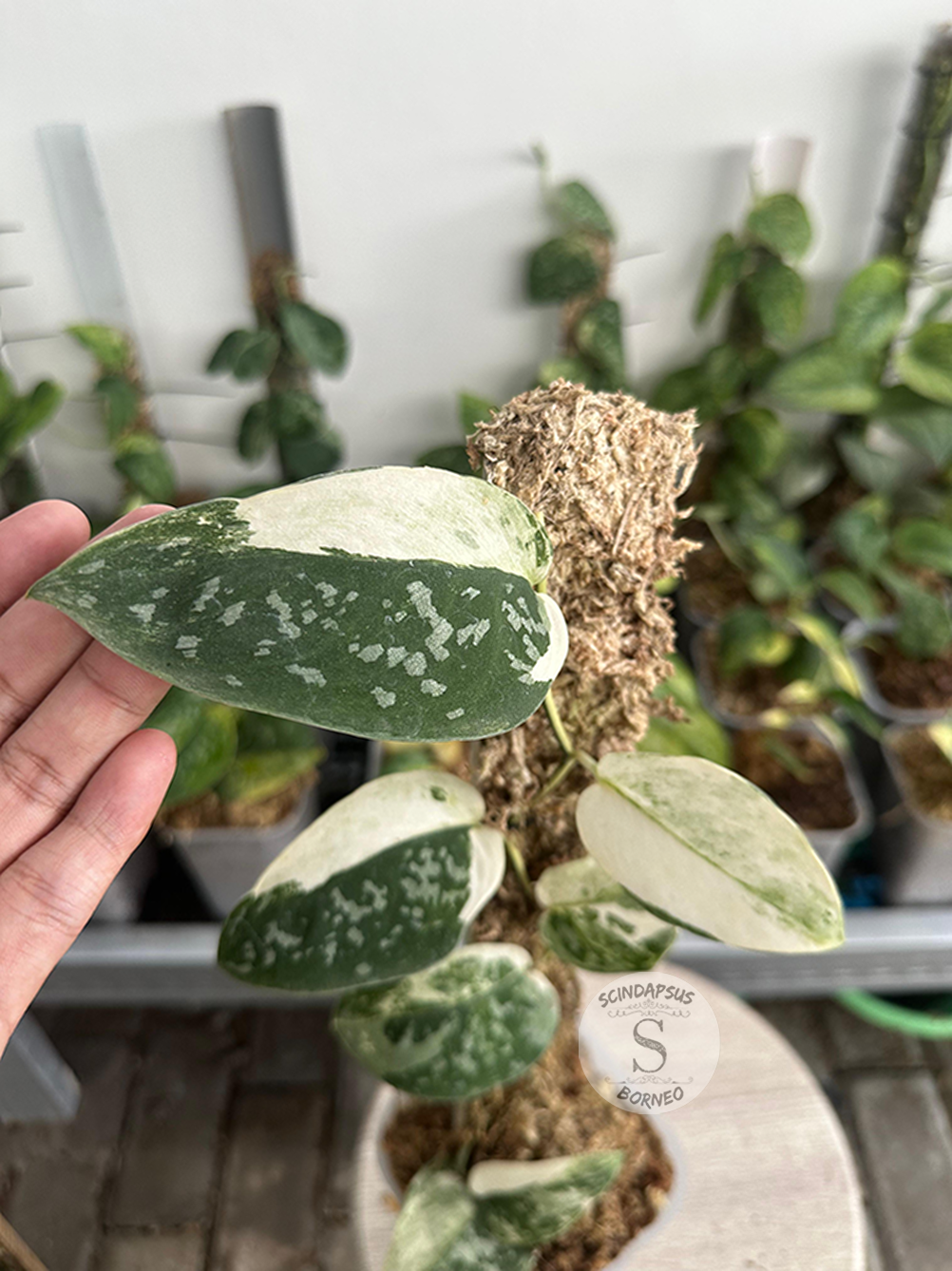 Scindapsus Dark Argyraeus Variegated - Best Selected - Scindapsus Borneo