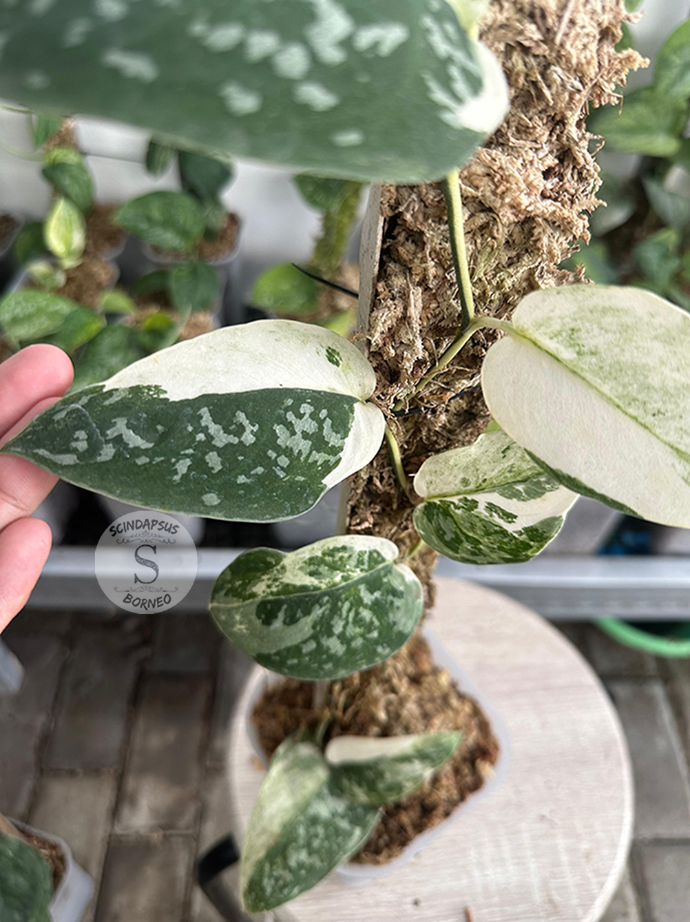 Scindapsus Dark Argyraeus Variegated - Best Selected - Scindapsus Borneo