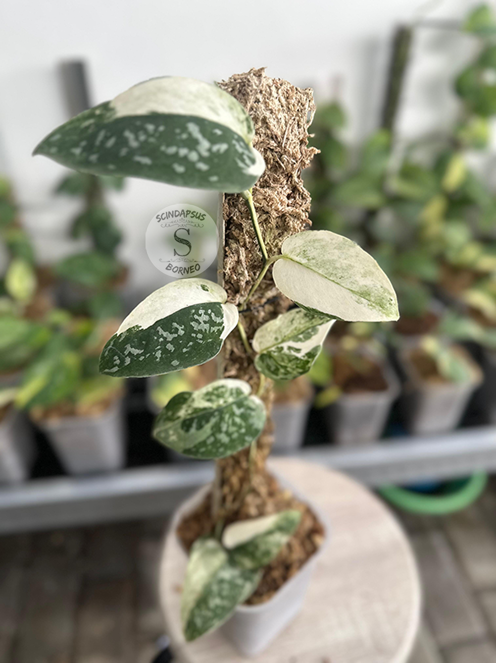 Scindapsus Dark Argyraeus Variegated - Best Selected - Scindapsus Borneo