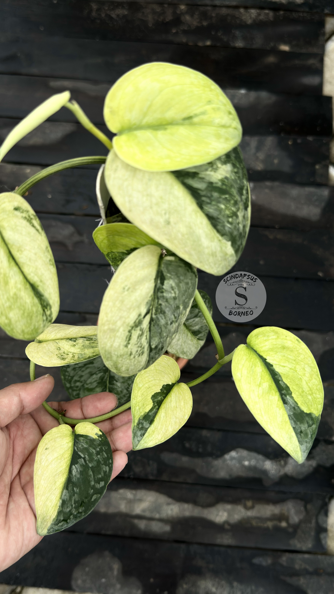 Scindapsus Dark Cloud Aurea &